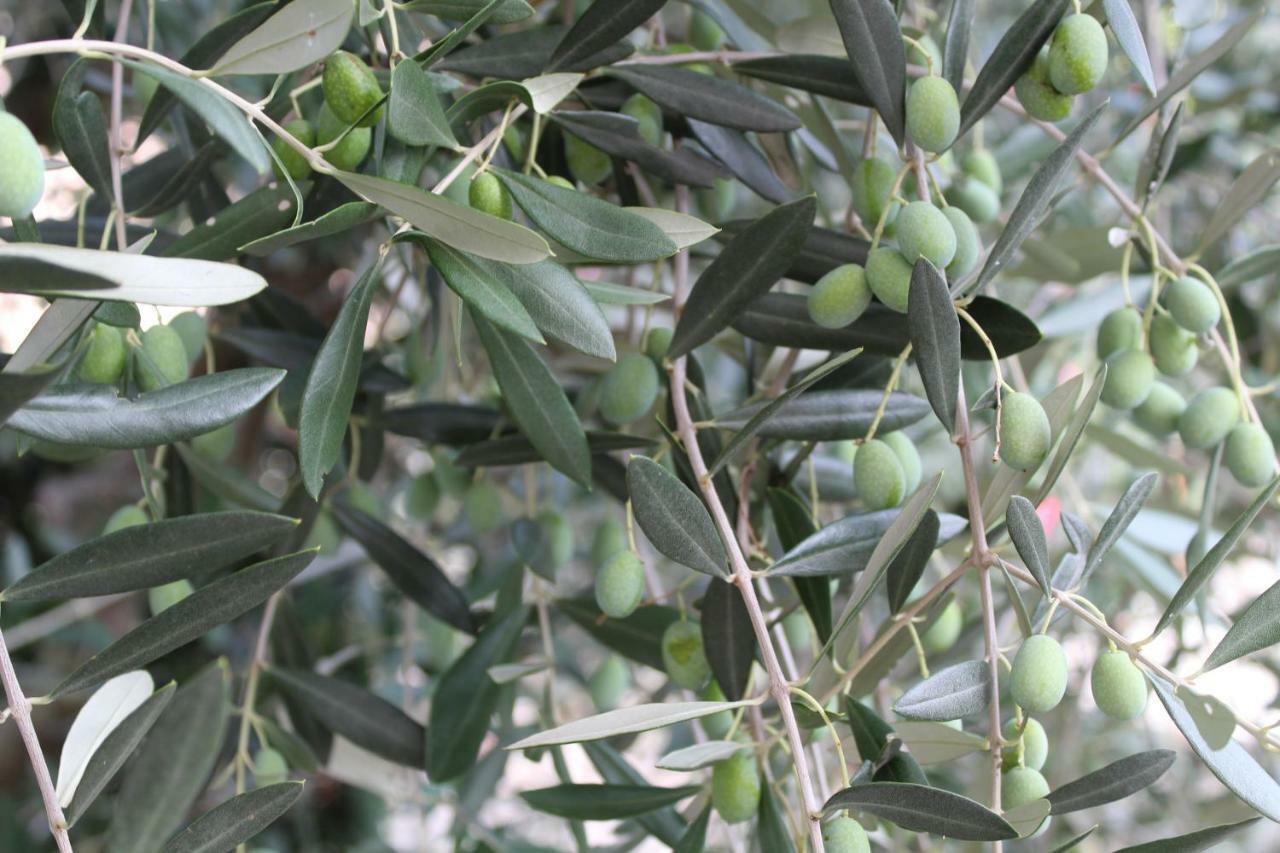Appartamento Tre Ulivi Toscolano Maderno Extérieur photo